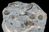 Ammonite (Promicroceras) Cluster - Marston Magna, England #176359-1